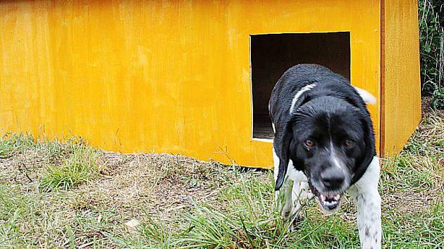 DALŠÍ OBYVATEL ÚTULKU. Od čtvrtka našel v útulku nový domov také tento vzrostlý pes a vyzkoušel i novou boudu.