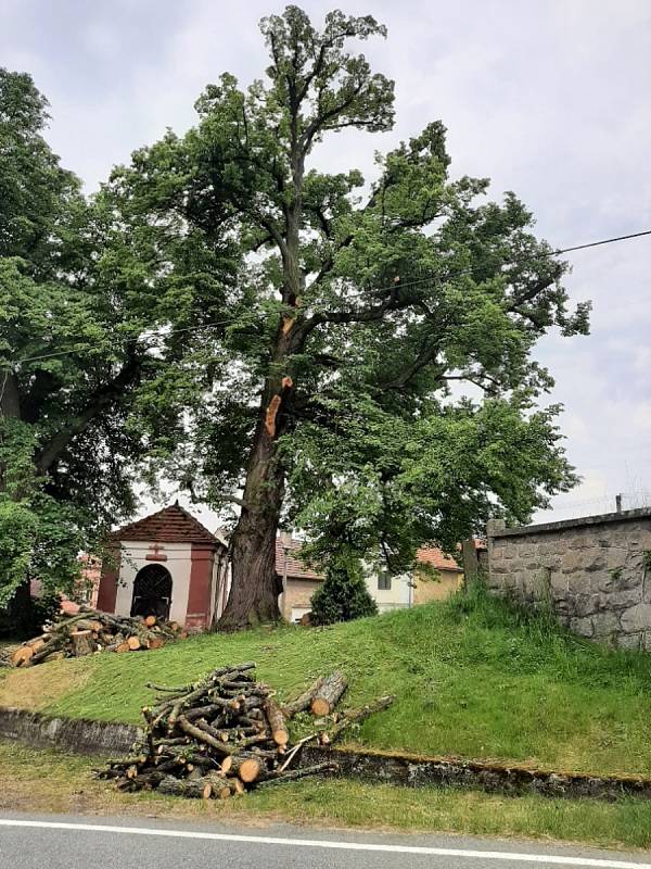 Památná lípa v Prostiboři je i po ořezu stále vitální.