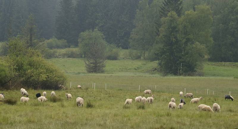 Z výletů do Českého lesa.