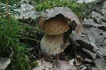 Na letošní první smaženici si donesla z lesa houby dvojice kamarádek z Kladrub.