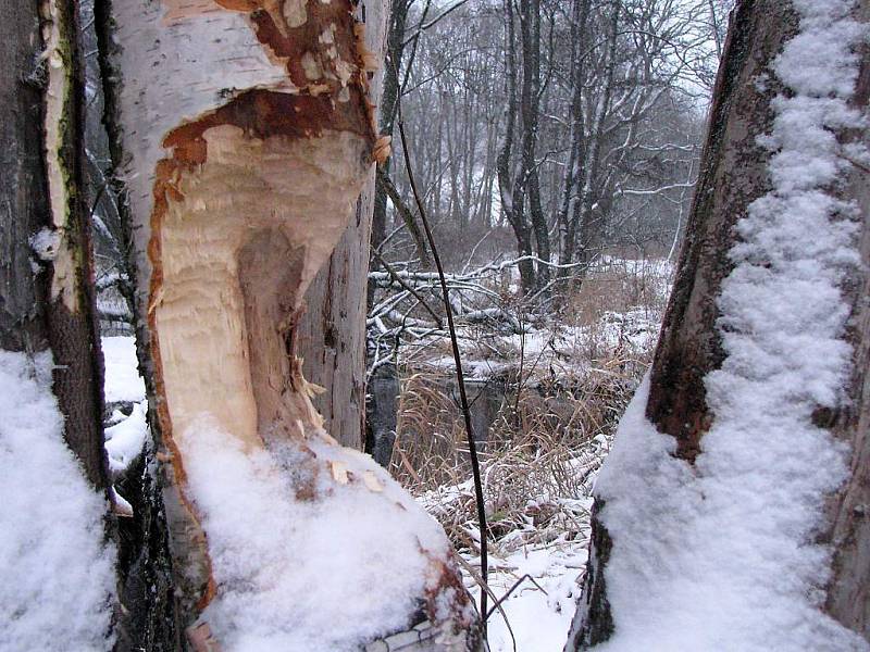 Na Tachovsku žije třicet bobřích rodin. 