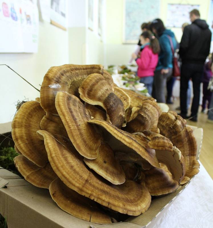 Gymnázium v Tachově opět přivítalo výstavu hub. 