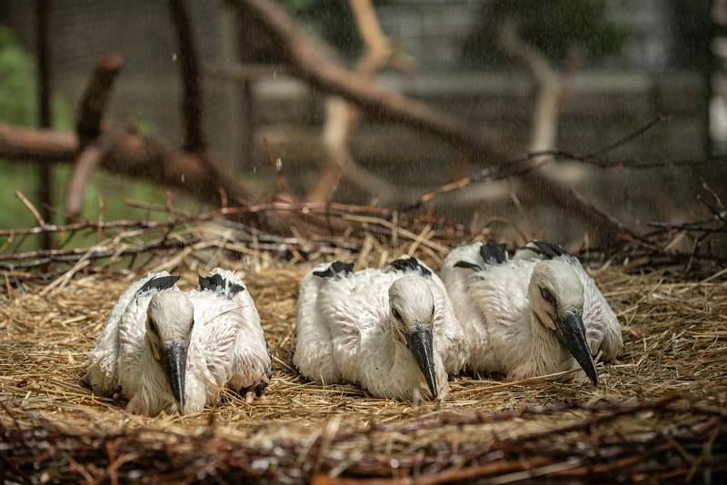 Čapí mláďata z Nalžovských Hor adoptovaná v Chodové Plané