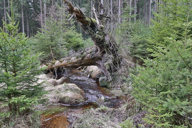 Hraniční potok, Buchar a Kollerova huť