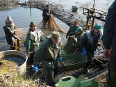 Sportovní rybáři z Tachova vylovili v Halži svůj chovný rybník a ryby rozvezli do sportovních rybníků v celém kraji.