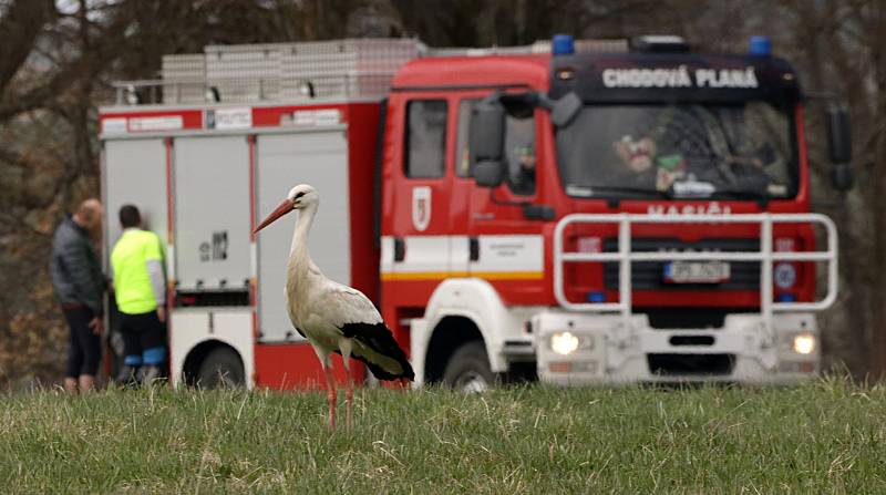 Dubový pivní sud kuliči dokouleli do Chodové Plané, začala pivní sezóna