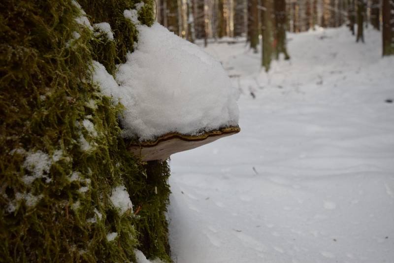 Rampouchy a nádherná příroda. Takové je okolí bývalého hradu Šelmberk.