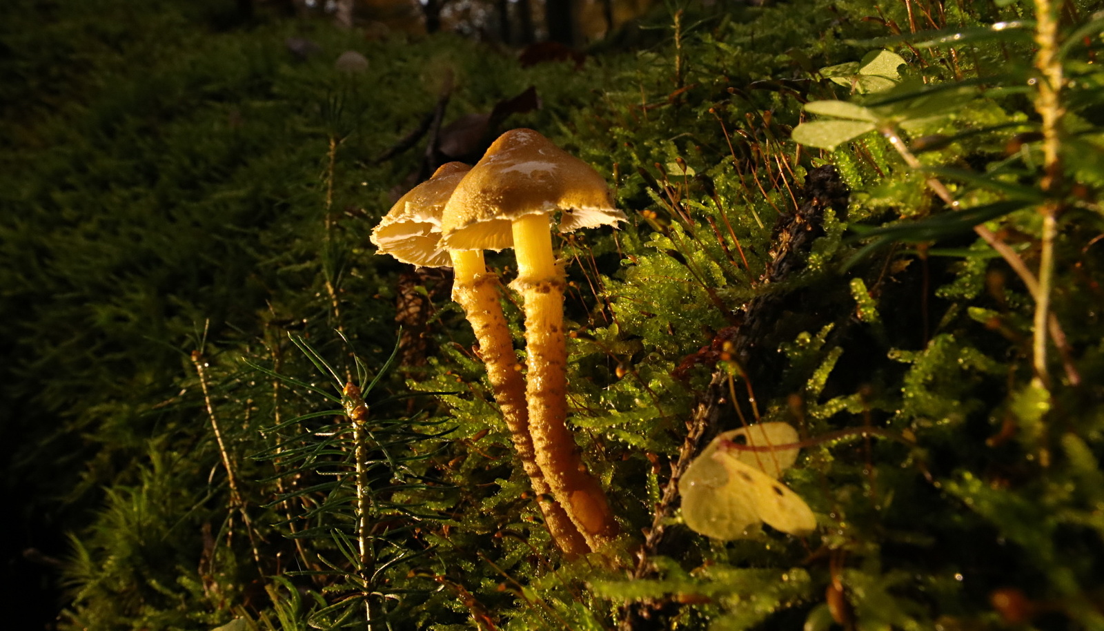 Bučina se na podzim barví do žluta, ukrývá houby i sto let staré dřevěné  uhlí - Sokolovský deník