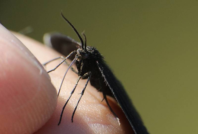 Z pozorování motýlů a dalších živožichů na loukách u Svaté Kateřiny.