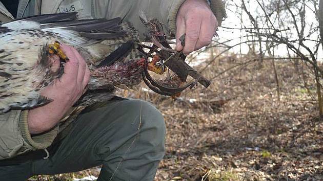 Železným klepetům se pták ubránit nemohl. Takovýto nehumánní lov zvířat je zákonem zakázán. 
