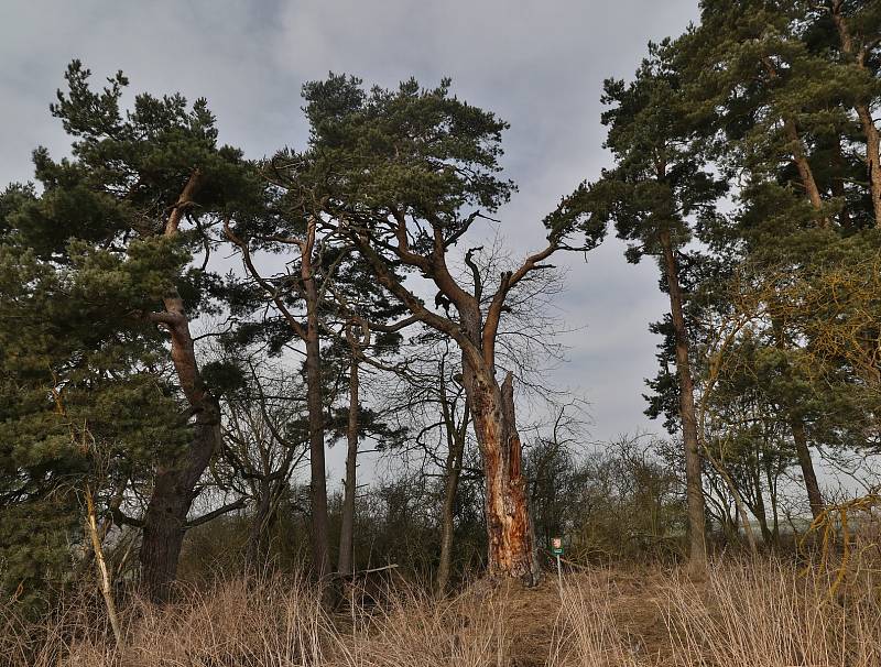 Nejmohutnější borovice v republice roste u Lomu na Tachovsku