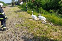 Hasiči doprovodili v Hrádku u Sušice labutí rodinko od kolejiště zpět na rybník.