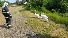 Hasiči doprovodili v Hrádku u Sušice labutí rodinko od kolejiště zpět na rybník.