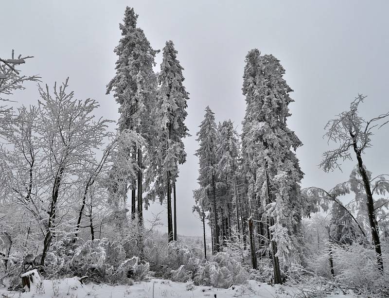 Vrch Šibeník se šibenicí a blízké okolí.