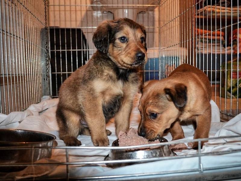 NALEZENCI Z BORU. Přibližně sedmitýdenní psí kluci se mají k světu. Po veterinární péči půjdou do nového domova. 