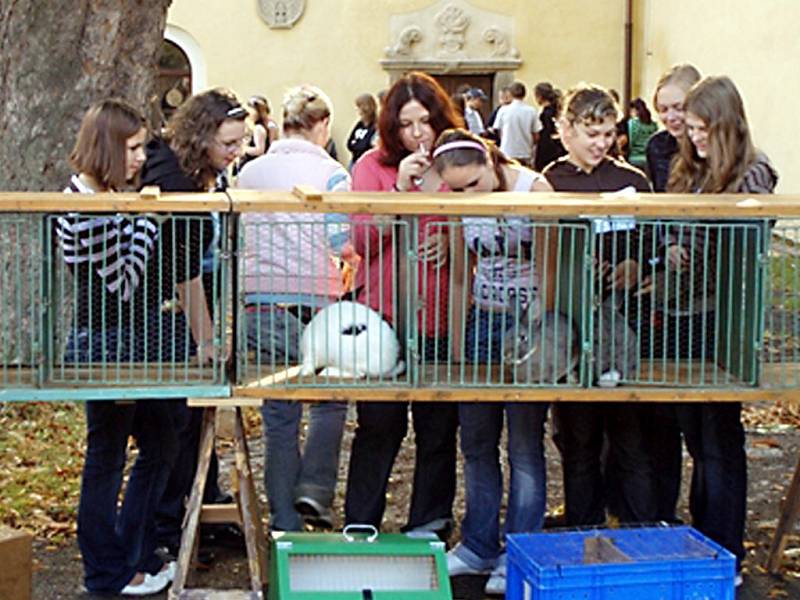 Na stříbrském chovatelském trhu byl velký zájem o králíky. K vidění byly nejrůznější rasy.