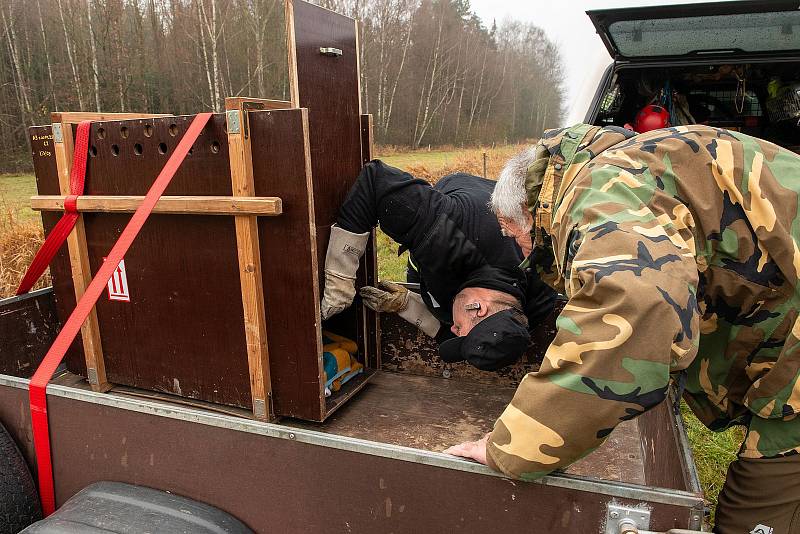 Z vypuštění orla mořského u Tisové na Tachovsku.