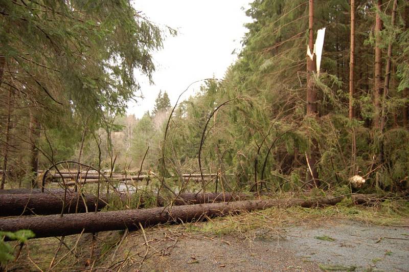 Následky silného větru v Plzeňském kraji v minulosti. Větrem povalené stromy za Lesnou směrem na Zadní milíře.