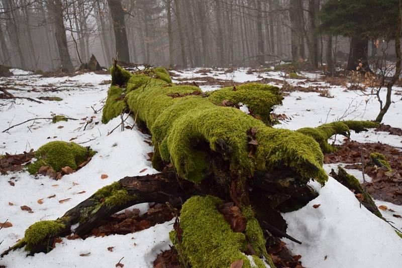 Hned dvě naprosto rozlišné zajímavosti vzdálené od sebe jen pár desítek metrů ukrývá bučina v přírodní rezervaci Pleš nedaleko Bělé nad Radbuzou.