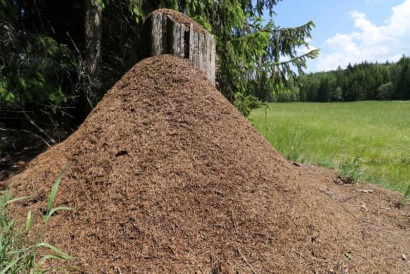 Z pozorování motýlů a dalších živožichů na loukách u Svaté Kateřiny.