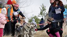 Psí spřežení závodila ve Stříbře na blátivé i štěrkové trati