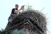 DVĚ KROUŽKOVANÁ MLÁĎATA A JEDNO NEVYLÍHLÉ VEJCE. Takový byl letos stav v hnízdě v areálu bývalých kasáren v Zadním Chodově. Karel Makoň (na snímku) drží jedno z mláďat.