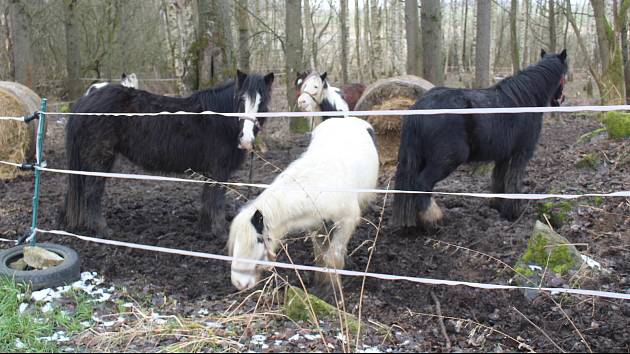 Týraní koně, dovezení z Irska, se zotavují na Tachovsku