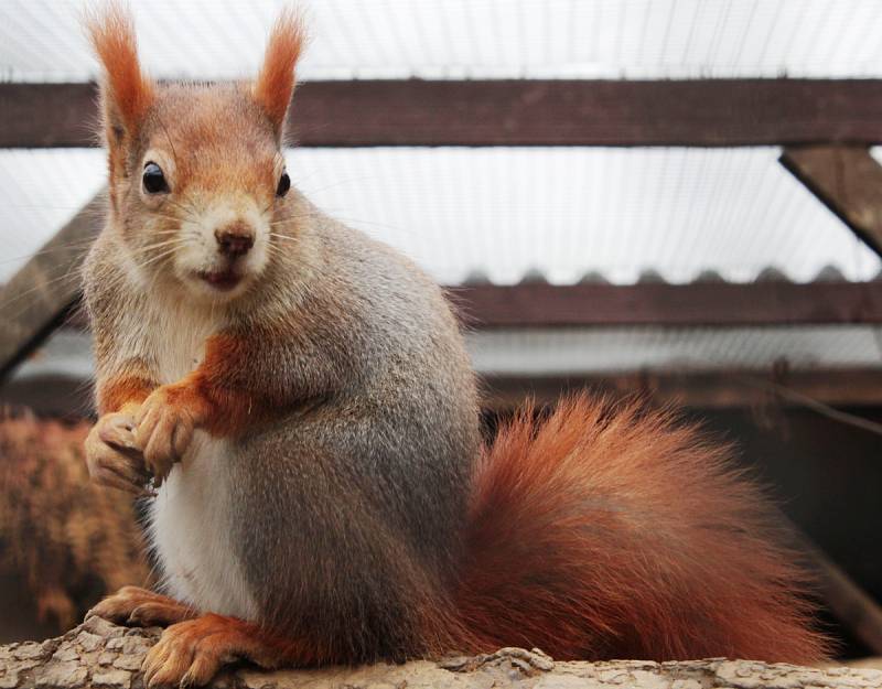 Chovatel úspěšně rozšiřuje malou zoo