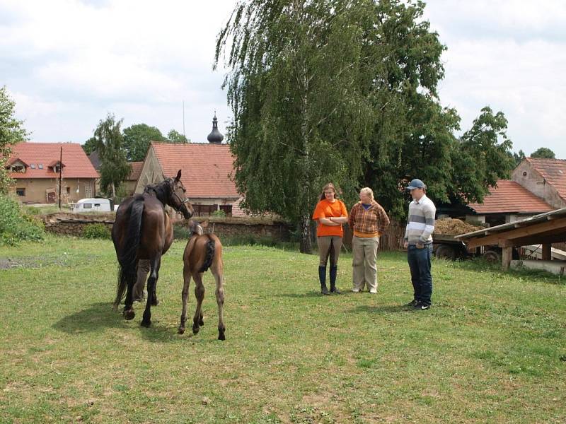 Helena Fraitová ze Stříbra přijela do Starého Sedla pokřtít hřebečka Bouřňáka.