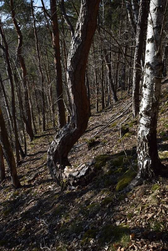 Žlutě značená Naučná stezka Kladruby provede milovníky přírody a historie Kladrub.