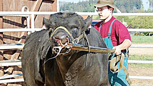 Aukce býčích masných plemen se koná na farmě v Kundraticích. Chovatelům se ukáže na šedesát kusů dobytka.