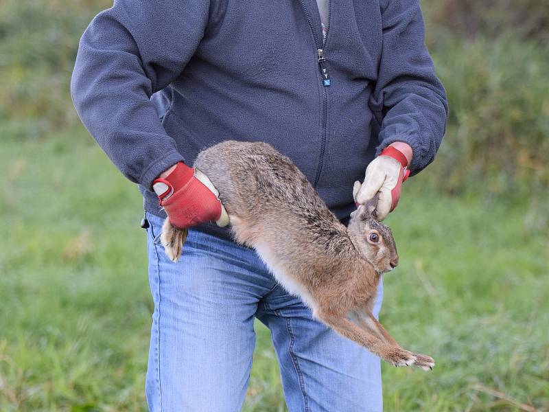 Padesát zajíců se rozuteklo v okolí Lšelína nedaleko Kostelce.