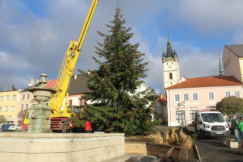 Usazení vánočního stromu na náměstí v Tachově.
