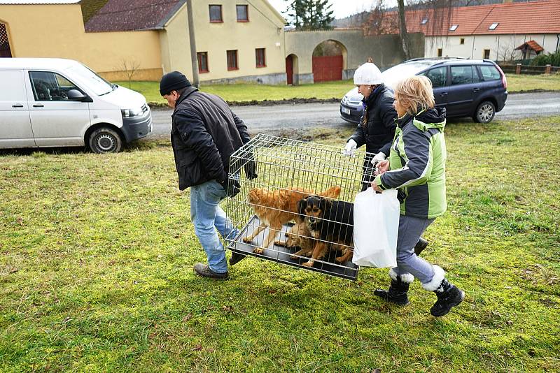 Odchycené fenky z Kočova se těší dobrému zdraví.