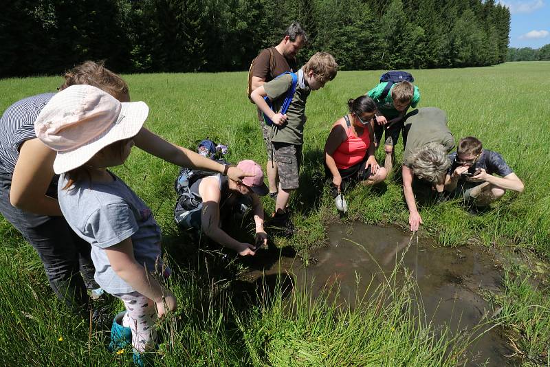 Z pozorování motýlů a dalších živožichů na loukách u Svaté Kateřiny.