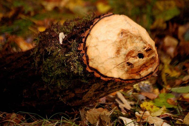 Účastníci poznávací výpravy se dověděli, kde žijí bobři v okolí Rozvadova. 