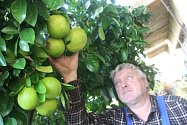 Ve skleníku roste nejen grep, ale daří se i dalším citrusům.