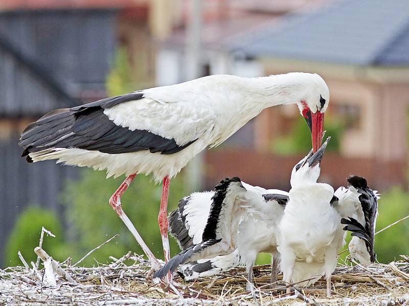 Mládě čápa bílého bylo úspěšně adoptováno v Dlouhém Újezdě.