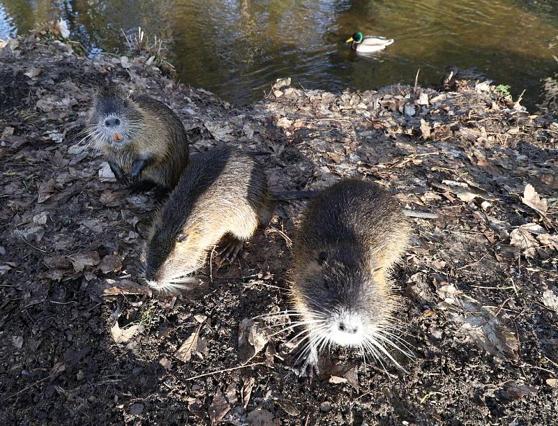 Nutrie v Tachově v mlýnském náhonu u řeky Mže.