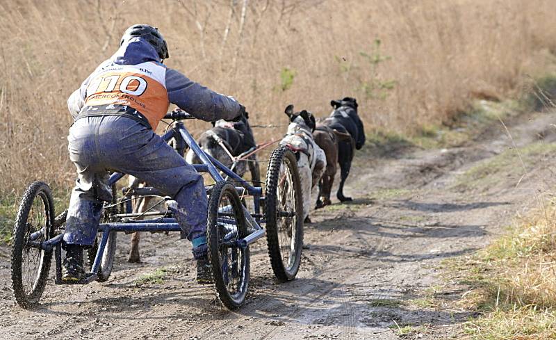 Psí spřežení závodila ve Stříbře na blátivé i štěrkové trati