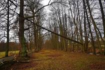 Památné stromy v Dlouhé aleji zůstaly nepoškozeny, vichřice poškodila jen stromy podél břehu Mže.