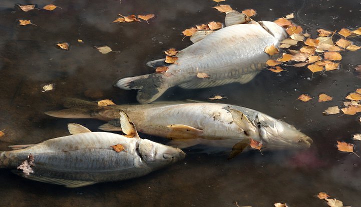 Březový rybník u Tisové na Tachovsku je plný mrtvých ryb. Odhadem jich je na hladině skoro vypuštěného rybníka kolem pěti set. Rybník leží poblíž Přírodní rezervace Tisovské rybníky a patří Klatovskému rybářství.