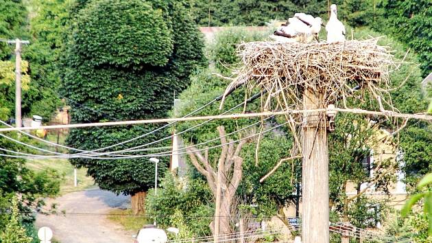 POHLED NA ČERNOBÍLOU OPEŘENOU RODINKU. Na sloupu elektrického vedení na návsi v Brodu nad Tichou se uhnízdili čápi bílí a mají tři mladé.