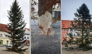 Vlevo strom v Plané rok 2023, byl vyměněn. Uprostřed usazení stromu v Tachově, rok 2017. Město pak nechalo zvětšit otvor v zemi pro usazení stromu. Vpravo strom v Chebu poškozený při přepravě, rok 2021.