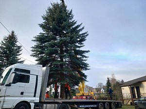 Vánoční strom putuje do Tachova z Velkého Rapotína.