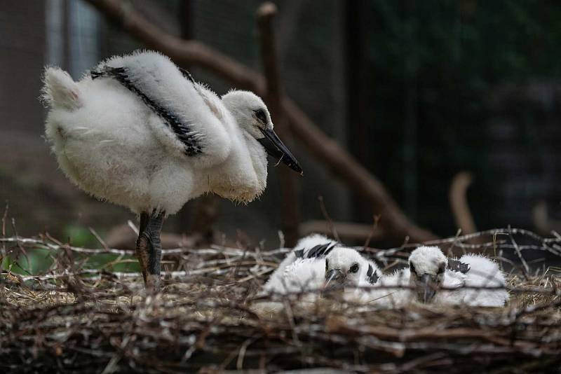 Čapí mláďata z Nalžovských Hor adoptovaná v Chodové Plané