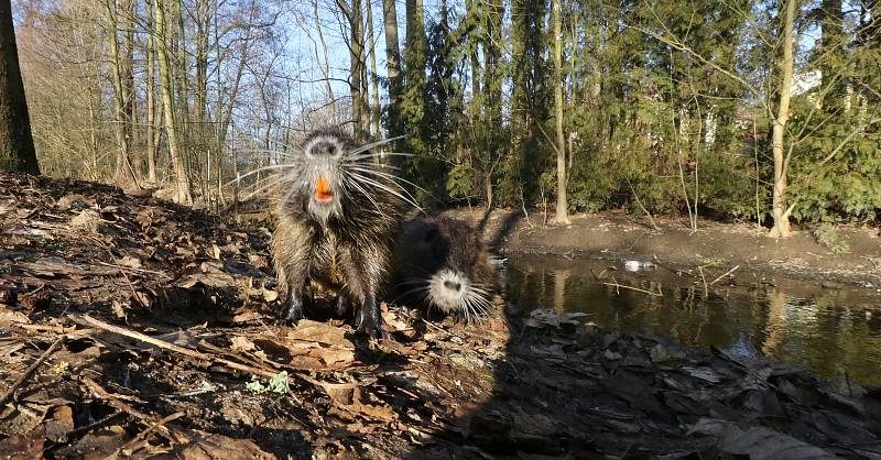 Nutrie v Tachově v mlýnském náhonu u řeky Mže.