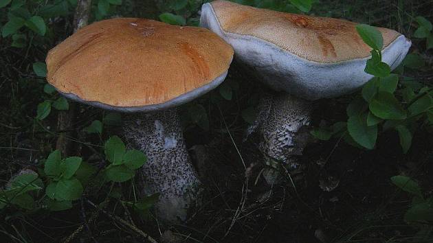 Povídání o hřibovitých houbách Tachovska 4 - Tachovský deník