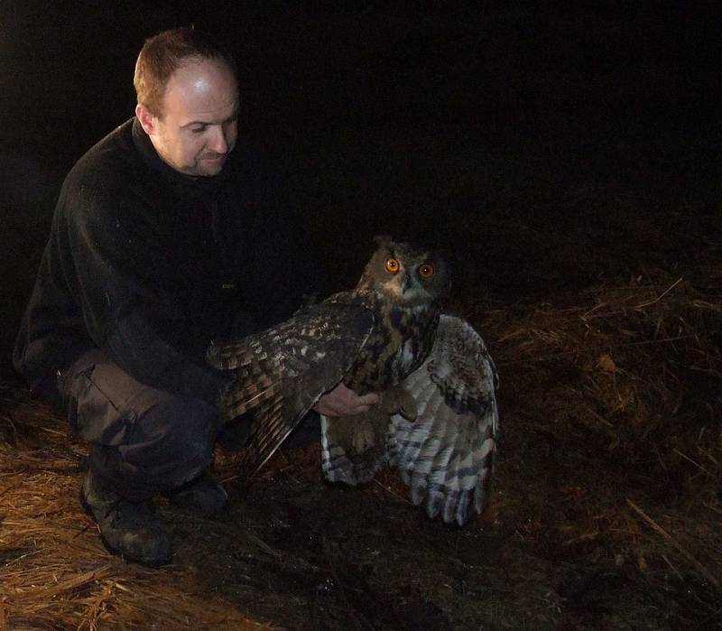 Celkem čtyřikrát se s výrem velkým v rozmezí deseti let setkal ornitolog Karel Makoň ze Záchranné stanice živočichů Plzeň. Třikrát mu zachránil život, po čtvrté se mu to už nepodařilo.