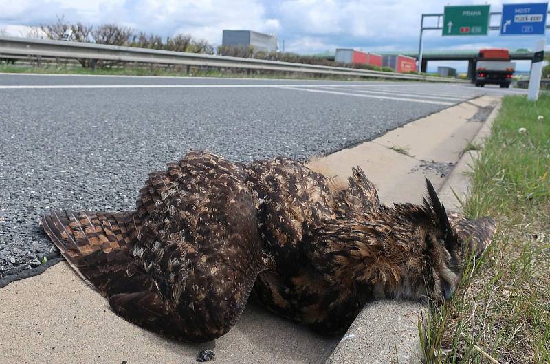 Celkem čtyřikrát se s výrem velkým v rozmezí deseti let setkal ornitolog Karel Makoň ze Záchranné stanice živočichů Plzeň. Třikrát mu zachránil život, po čtvrté se mu to už nepodařilo.